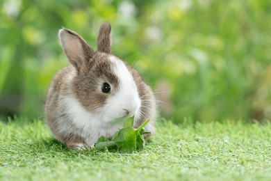 adorable baby rabbit bunny eating vegetable sitting on green grass spring time over bokeh nature background. cuddly furry white brown rabbit eat fresh vegetable at outdoor. easter animal concept.