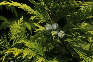 chamaecyparis lawsoniana, known as port orford cedar or lawson cypress, is conifer in genus chamaecyparis, family cupressaceae. it is native to oregon and northwestern california.
