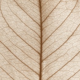close up veins on the leaf texture, dry brown leaf color tone
