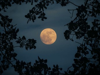 full moon through the tree branches, view from the ground 