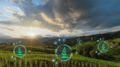 agriculture technology innovation: digital data symbols on rice fields at sunset, precision farming, and advanced agricultural concepts