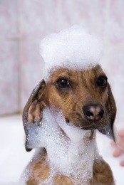 the dog in soap suds
