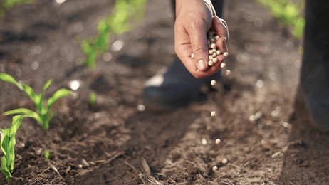 agriculture. hand planting a grain of soybeans. farm man crop concept. farmer planting a field of peas. farmer planting soybeans and peas lifestyle field by. hand. agriculture business farm concept.
