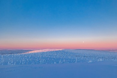 winter landscape at sunset in finnish lapland. cold winter with lot of snow and blue sky. spruce trees covered by snow