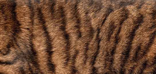 close up of real toyger cat fur showing the texture and pattern of the black stripes