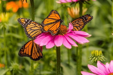 four monarch butterflies (danaus plexippus) on a purple coneflower (echinacea purpurea) in a zoo live butterfly exhibit.