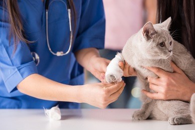 veterinarian have a medical examination a cat with sore leg.