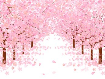 cherry blossom background