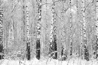 black-and-white photo with white birches with birch bark in birch grove among other birches