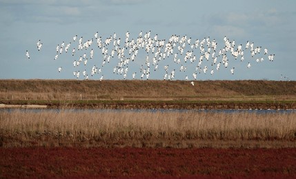 a flock of pied avocets flying across wallasea island wetland nature reserve on the essex coast, england, uk.