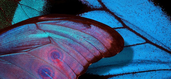 wings of a butterfly morpho and ulysses texture background. ornament of tropical butterfly wings. close up  