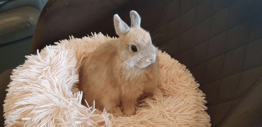 cute rabbit, beautiful rabbit, raising rabbits, pets, fluffy, soft fur, beautiful fur, cushion, seat, pink cushion, cute, beautiful, cuddly, playful, kind