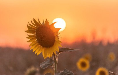 field of sunflowers at sunset