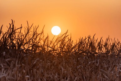 field of dry corn at sunset