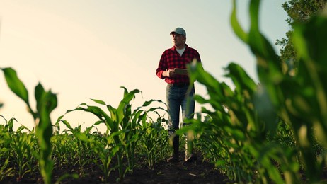farmer with computer tablet in green corn field. modern digital technologies, worker works on farm. farmer man in corn field works with computer, business farm. agriculture concept. agronomist on farm