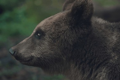 pose of the brown bear