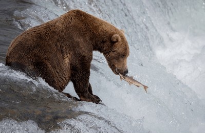 brown bear fishing for salmon at brooks falls in alaska