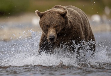 brown bear fishing for salmon in katmai, alaksa
