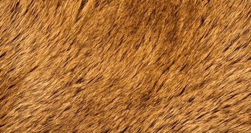 detail of real lion skin or fur texture background. lion fur textured backgrounds. animals textured backgrounds