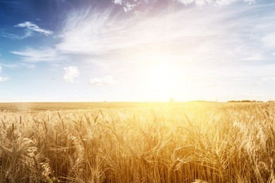 wheat field at sunset. ears closeup. the sunbeams.