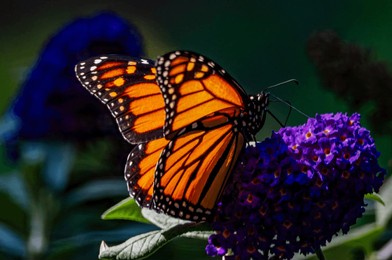 a striking monarch butterfly rests on a vibrant purple butterfly bush, feeding on nectar. the close-up reveals the butterfly's intricate wing patterns and the rich colors of the bloom. 