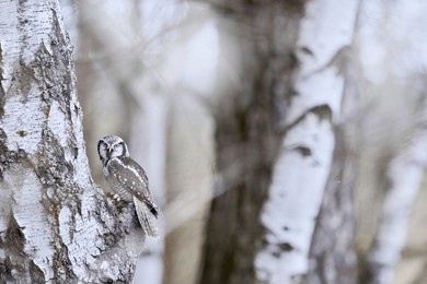 snowy winter scene with hawk owl, larch tree. hawk owl in nature forest habitat, white birch tree, during cold winter, norway. wildlife scene from nature.  nature of north europe. 