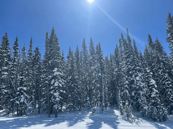 winter trees on baby powder 