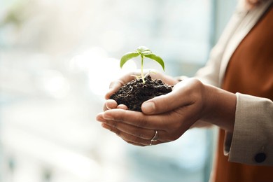 hands, business and woman with plant, soil and company growth with investment, finance or earth day. closeup, person or consultant with sustainability for startup, natural resources or accountability