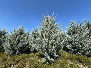 close-up of blue cypress trees. hesperocyparis arizonica or blue cypress is a plant species related to the hesperocyparis genus. arizona cypress in the park. scientific name: cupressus arizonica.
