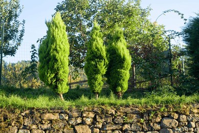 three small cypress trees on wall
