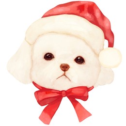 a white maltese puppy face wearing a santa hat with a red ribbon bow in watercolor.