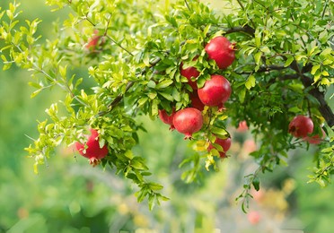 fresh pomegranate fruit tree. pomegranate fruits on a tree branch in a pomegranate garden.