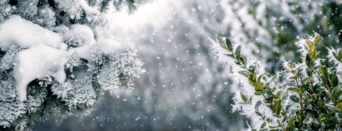 winter forest with snow-covered spruce branch and boxwood bush during snowfall