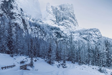 steep snow covered cliffs and dense coniferous forest in the dolomites, alto adige, with a winding trail cutting through the landscape. the natural lighting creates a near monochrome tone