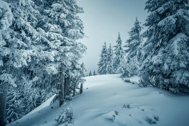 harsh winter weather and mystical snowy coniferous forest on a frosty gloomy day. carpathian mountains, ukraine, europe. photo wallpapers. happy new year concept. discovery the beauty of earth.