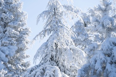snow covered trees. winter forest.