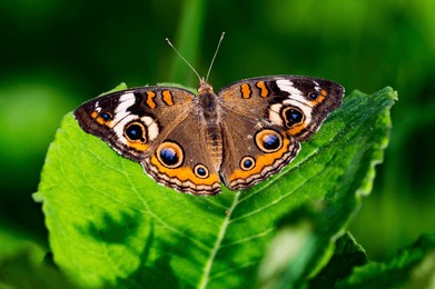 common buckeye butterfly perched on leaf