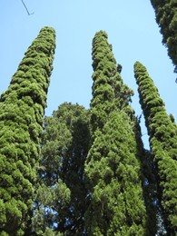 crimean peninsula. majestic cypress trees