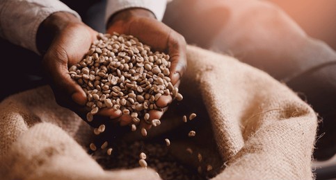 african barista holding fresh green coffee beans on burlap background in roasting factory, quality control of aroma, banner with sunlight.