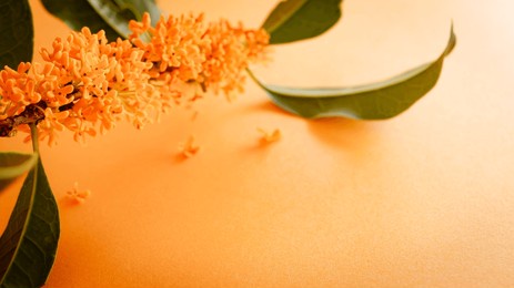the scent of osmanthus. fragrant olive and sweet olive on an orange background.