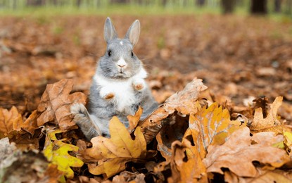 little funny grey rabbit sitting in leaves in autumn. cute decorative rabbit in autumn leaves. 