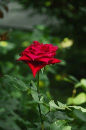 a rose flower on a blurred background. a red rose on a background of green foliage. close-up of the scarlet rose. a bright red rose on a bush in the garden. selective focus. vertical image. 