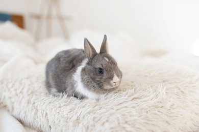 little fluffy rabbit. cute adorable decorative rabbit. copy space, place for text. pet care. greeting card with an animal. white fur. easter bunny. 