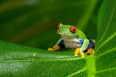 red-eyed amazon tree frog on large palm leaf/red-eyed amazon tree frog/red-eyed amazon tree frog (agalychnis callidryas)