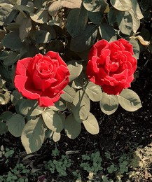 two vibrant red-orange roses blooming in a garden setting with lush green leaves and soft sunlight.