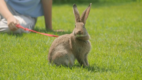a rabbit sits on green grass, attached to a red leash held by a person in the background.