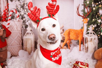 siberian hasky dog, christmas photo session in cozy atmosphere