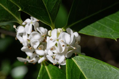 osmanthus fragrans macro. small white flowers on a branch in the garden. the fragrance of osmanthus flowers is used in perfumery.