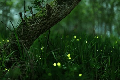 glowing fireflies flutter in a lush forest underbrush by a moss-covered tree trunk.