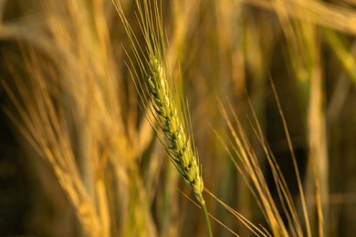 summer wheat field almost ready for harvest, with some ears of wheat still green. agricultural work concept background